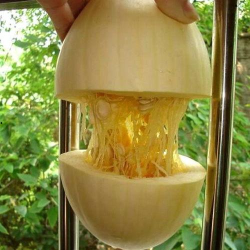 鱼翅瓜的瓜瓤吃不吃,美味还是弃之不顾？