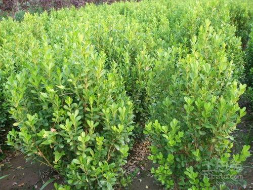 网红野小叶,网络红人的崛起与影响力