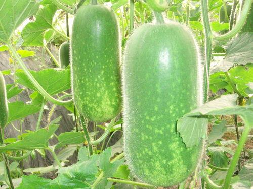 爱斯米吃瓜大赛,一场舌尖上的狂欢盛宴