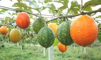 孕妇梦见吃吊瓜