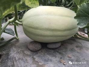 黄河楼吃瓜视频,一场别开生面的夏日盛宴