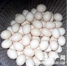 卖鸽子蛋的网红是谁,揭秘卖鸽子蛋的神秘网红